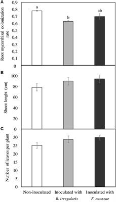 Mycorrhizal Inoculation Differentially Affects Grapevine's Performance in Copper Contaminated and Non-contaminated Soils